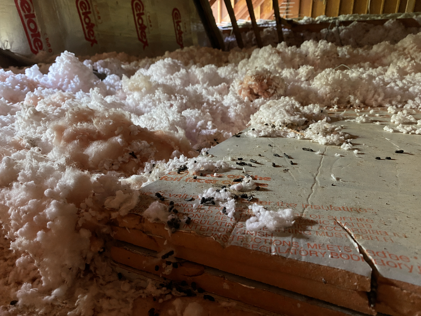 Disturbed attic insulation with small rodent droppings visible near an exposed attic walkway
